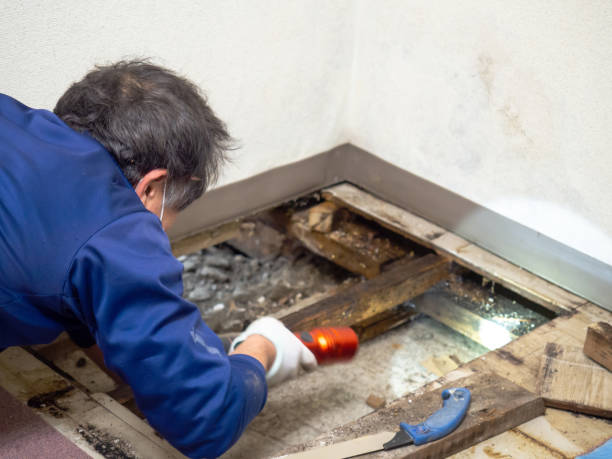 Best Mold Removal Specialists  in Germantown Hls, IL