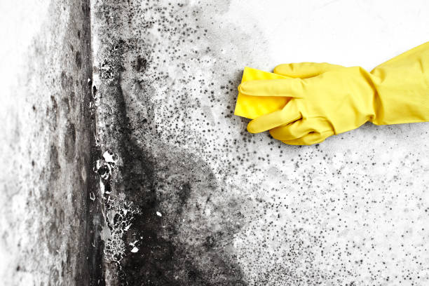 Best Professional Mold Removal  in Germantown Hls, IL