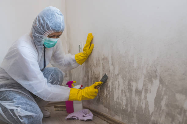 Best Same-Day Mold Removal  in Germantown Hls, IL