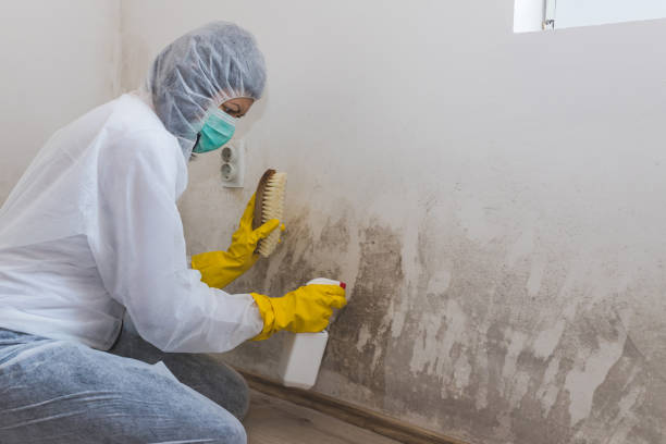 Best Mold Removal Company Near Me  in Germantown Hls, IL