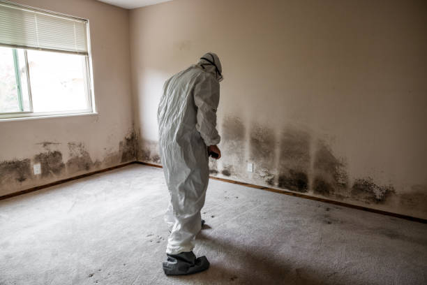 Best Toxic Mold Removal  in Germantown Hls, IL