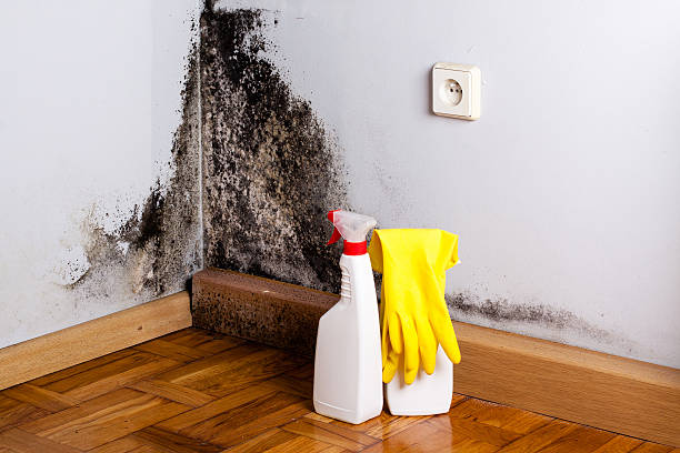 Mold Removal Process in Germantown Hills, IL