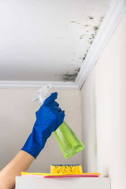 Best Mold Damage Repair  in Germantown Hls, IL